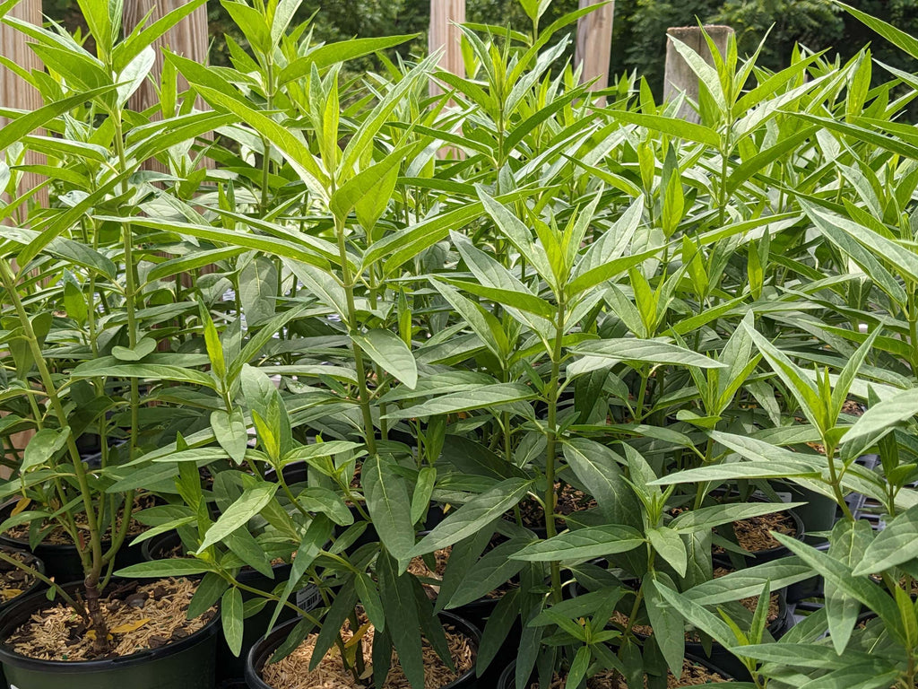 Asclepias incarnata