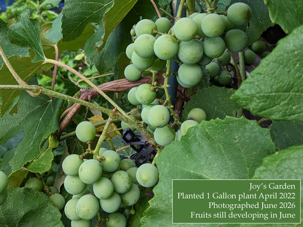 Reems Creek Pink Champagne Grape
