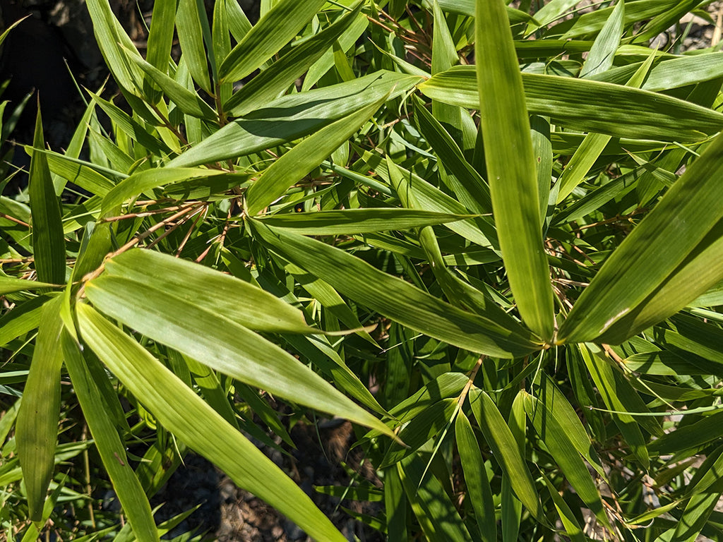 Fargesia dracocephala 'Rufa'