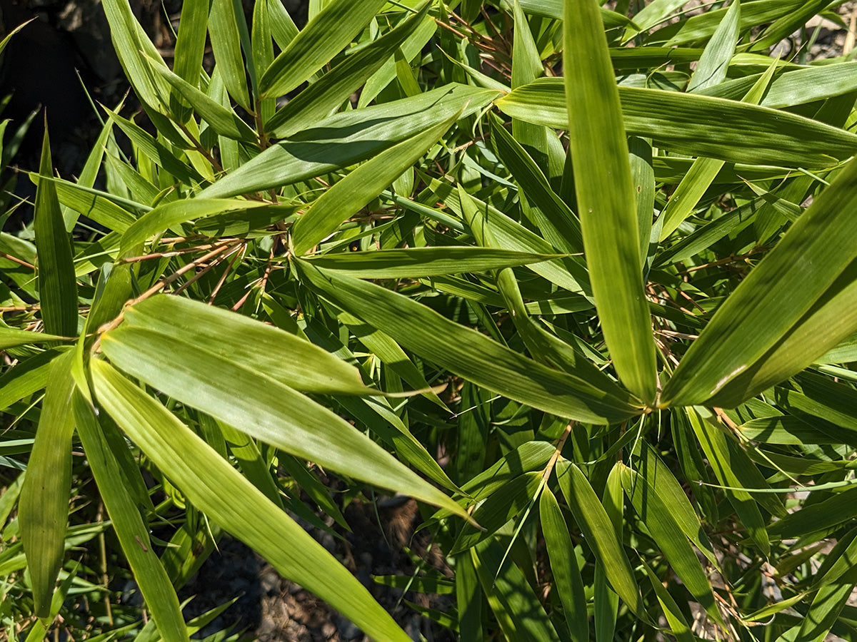 Fargesia dracocephala 'Rufa'
