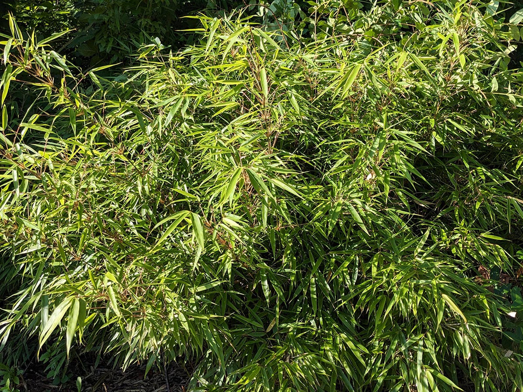 Fargesia dracocephala 'Rufa'