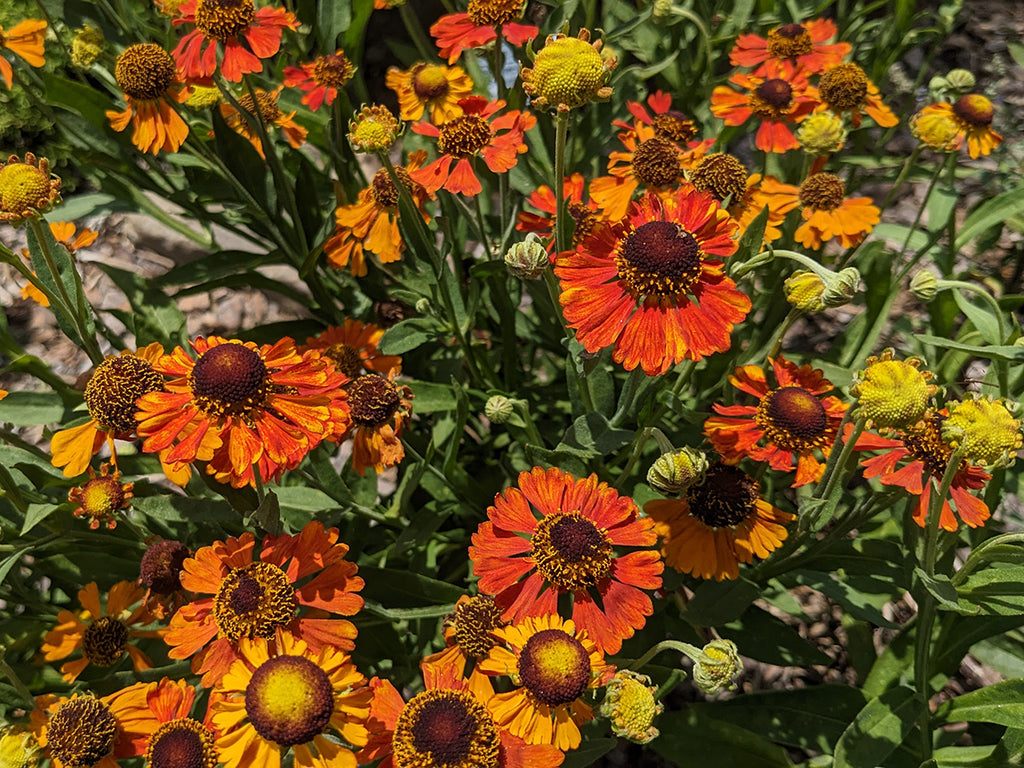 Helenium 'Mardi Gras'