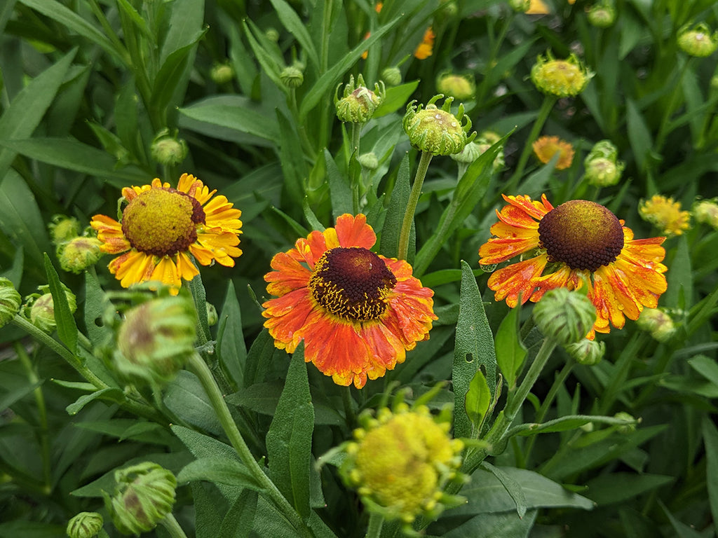 Helenium 'Mardi Gras'