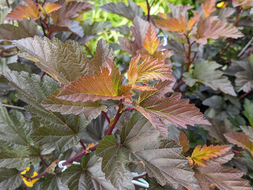 Physocarpus opulifolius 'Ginger Wine'