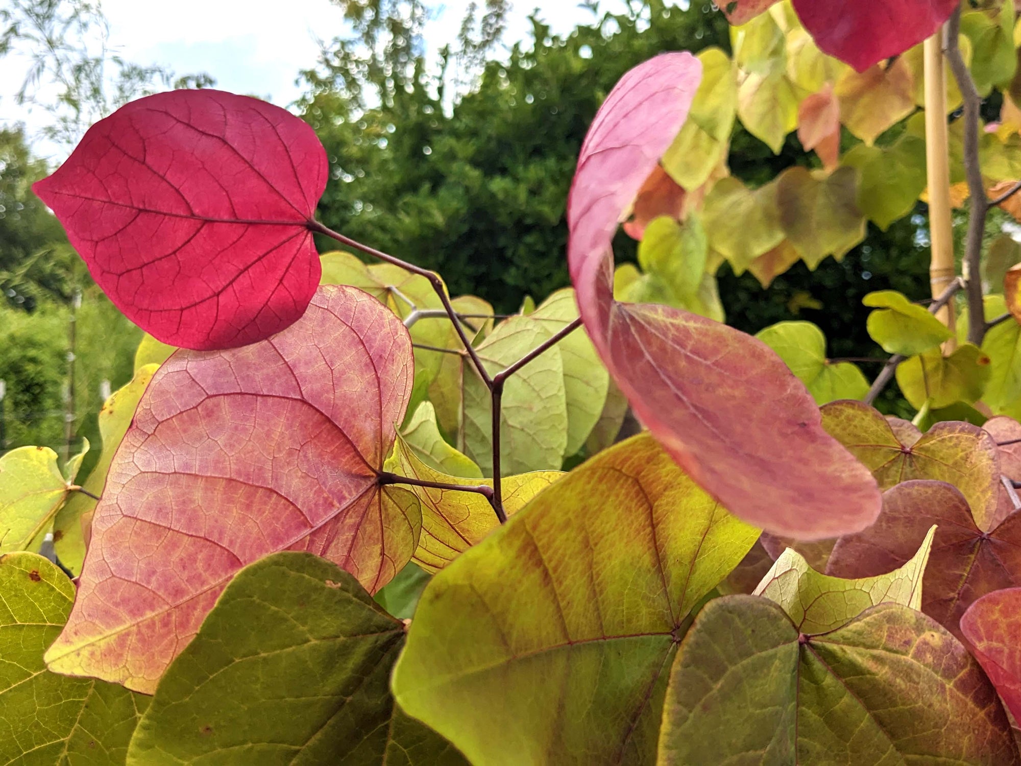 Cercis canadensis - Flame Thower®
