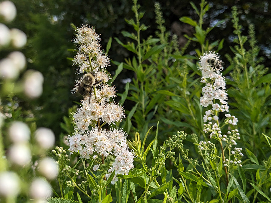 Spiraea alba - Meadowsweet