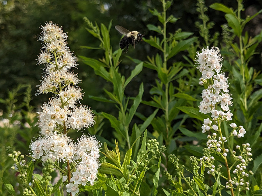 Spiraea alba - Meadowsweet
