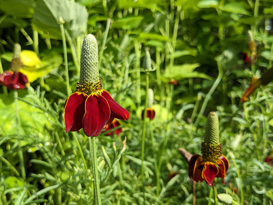 Ratibida columnifera 'Red Midget'