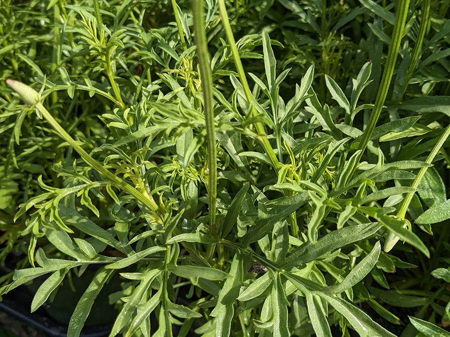 Ratibida columnifera 'Red Midget'