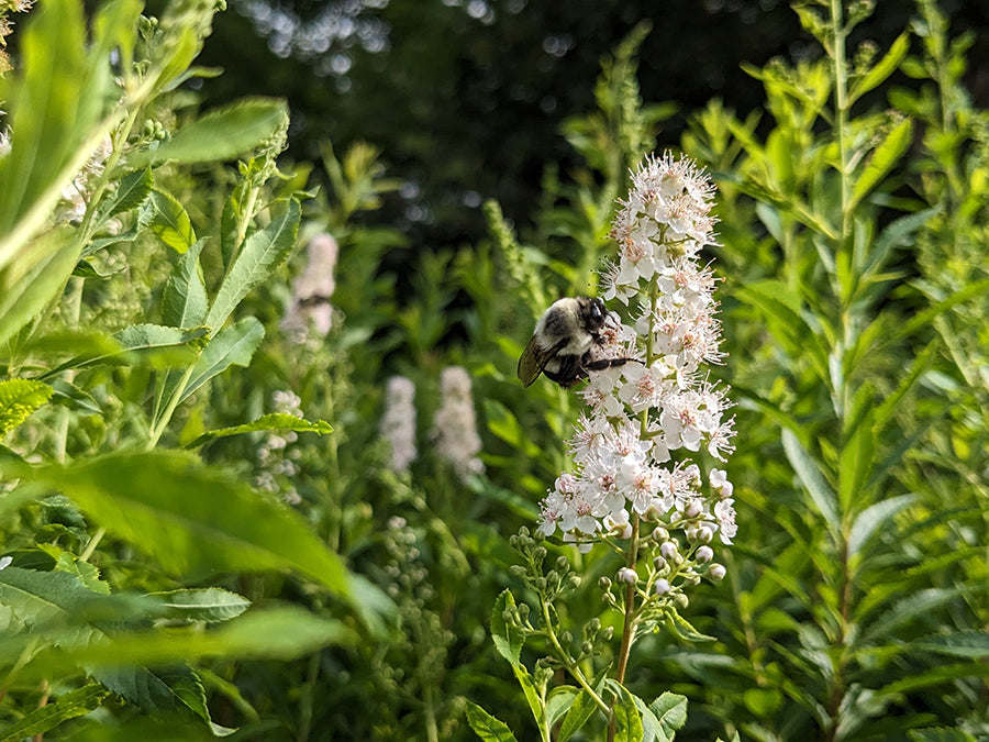 Spiraea alba - Meadowsweet