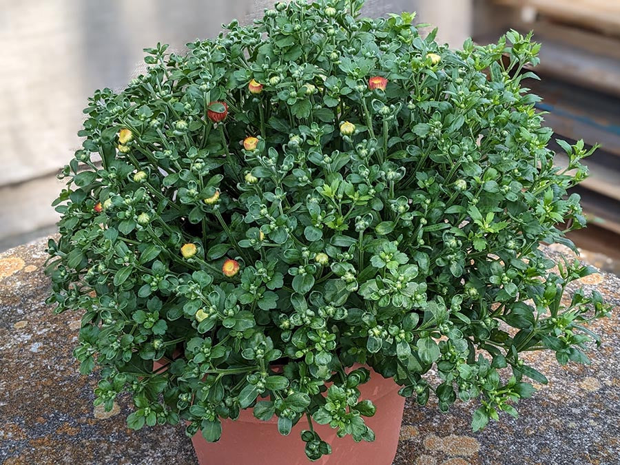 Reems Creek Nursery: our 2026 Tri color Chrysanthemum crop in mid August - just cracking color.