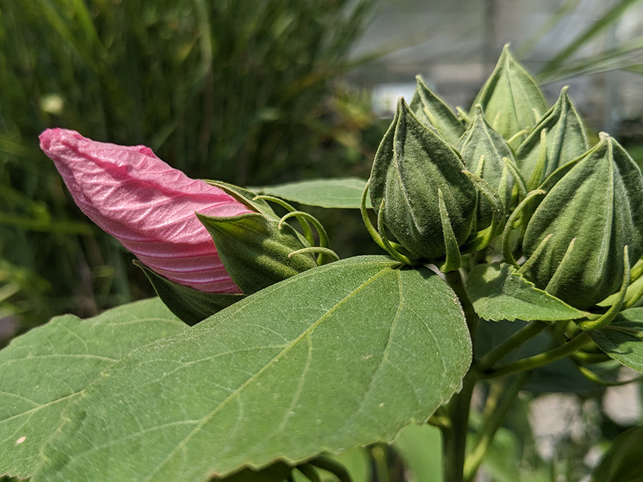 Hibiscus moscheutos - Rose Mallow
