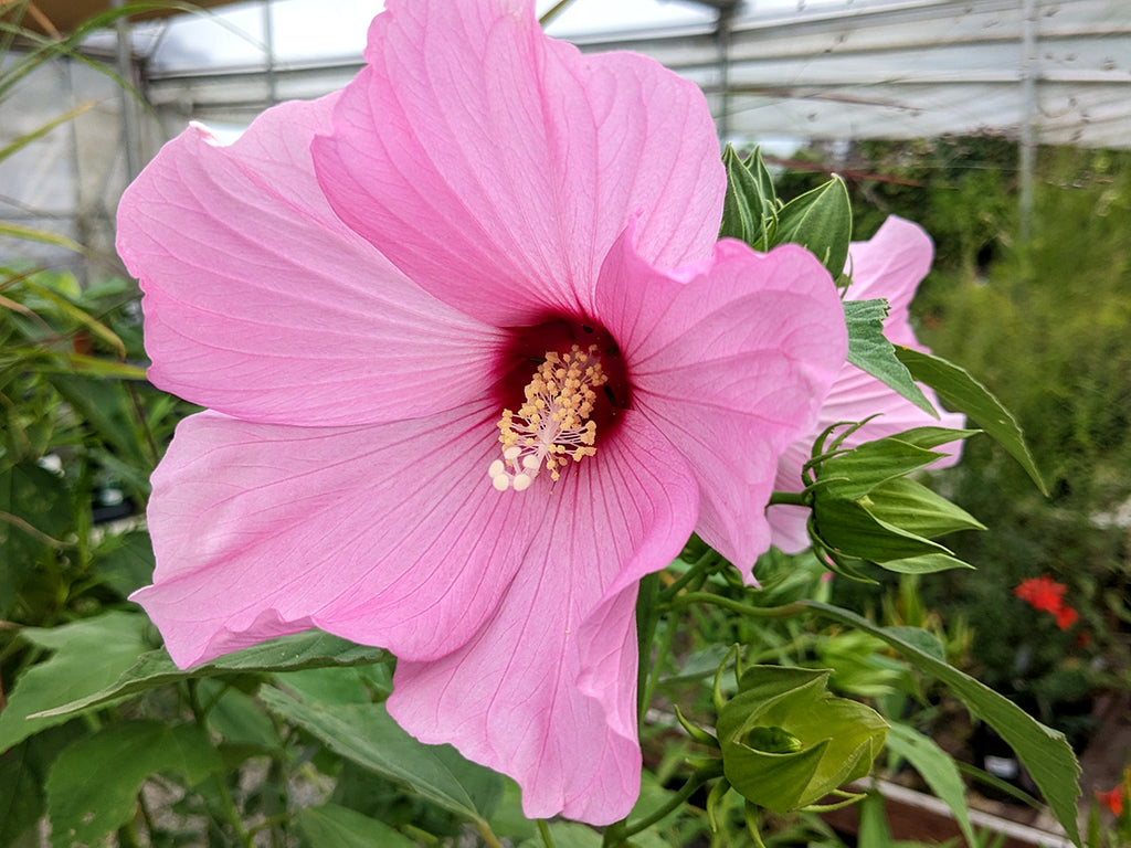 Hibiscus moscheutos - Rose Mallow