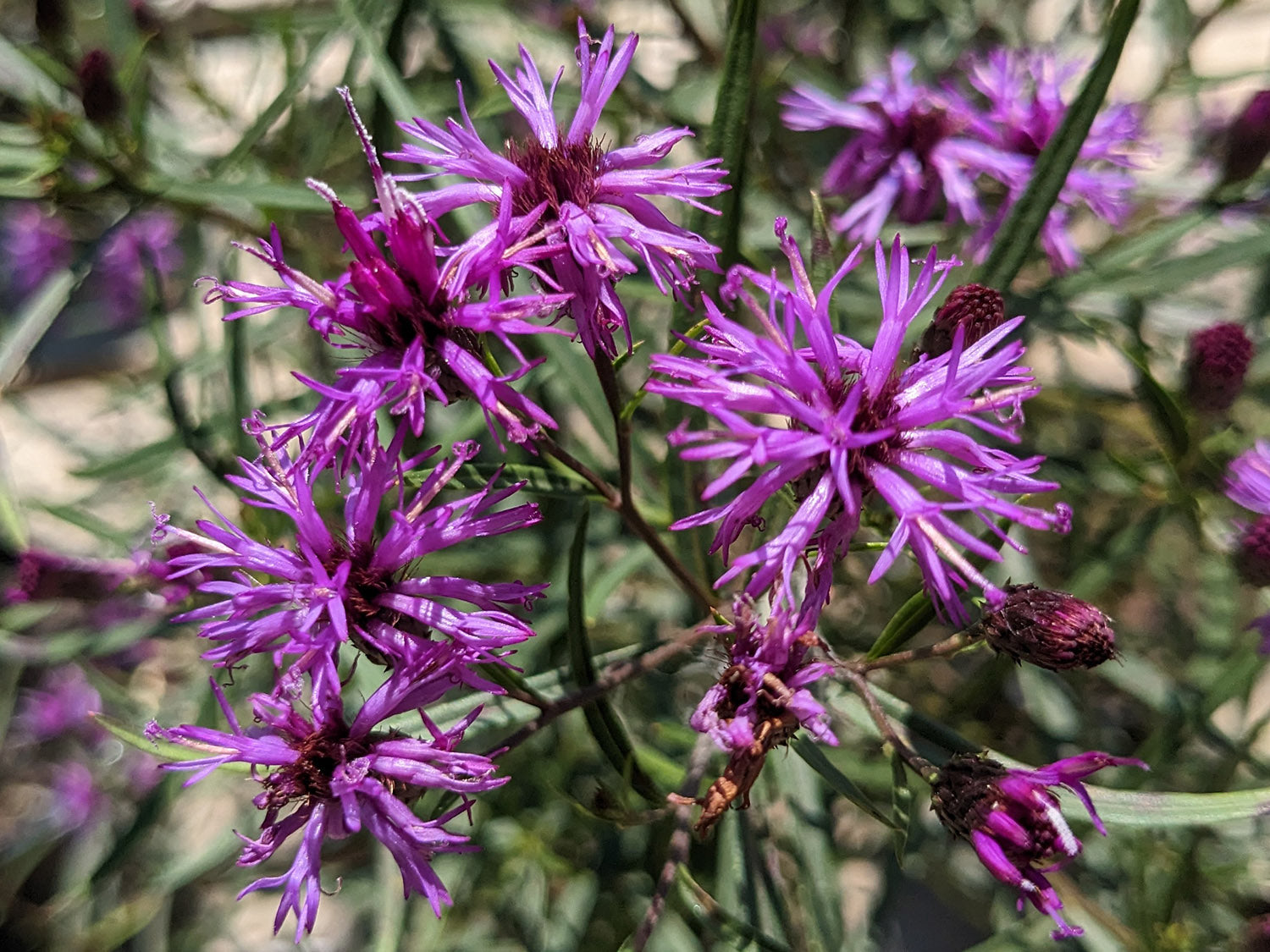 Vernonia - Summer Swan Song