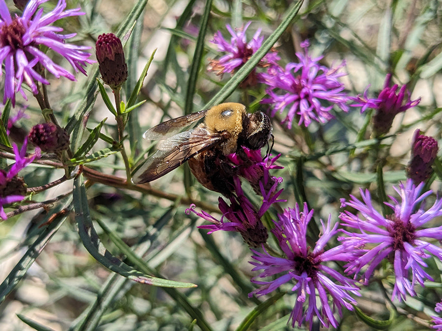 Vernonia - Summer Swan Song