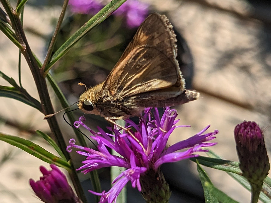 Vernonia - Summer Swan Song