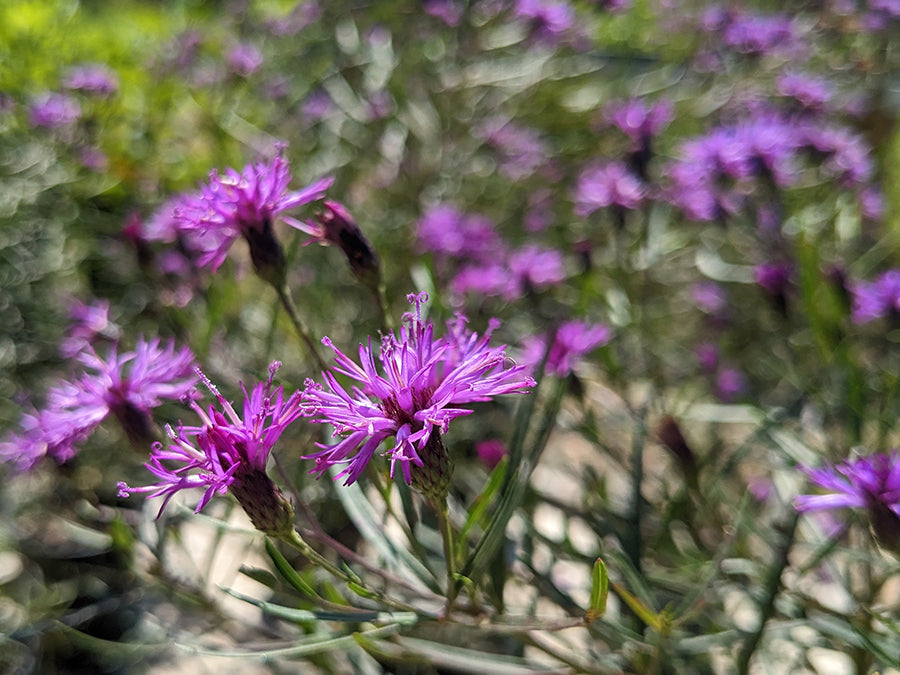 Vernonia - Summer Swan Song