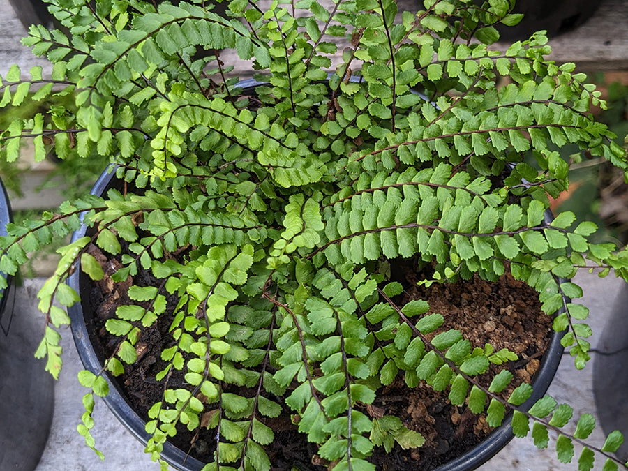 Asplenium trichomanes by Joy Lew - a cute little lush green fern.