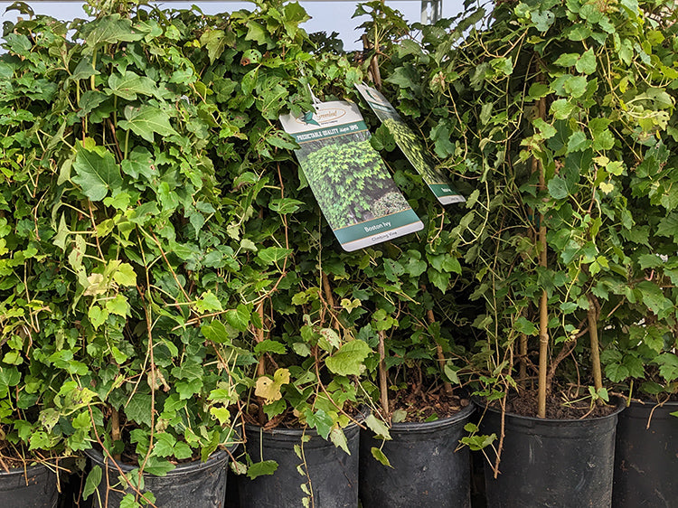 Parthenocissus tricuspidata 'Veitchii' - Boston Ivy