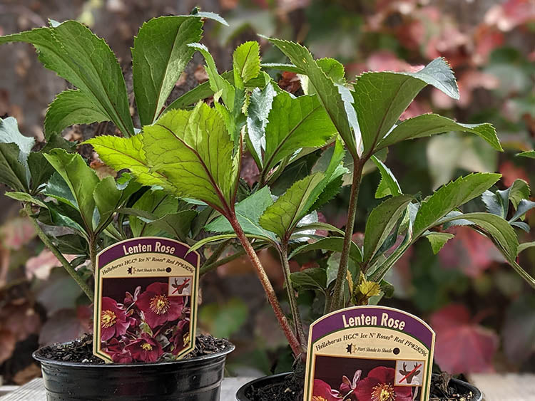 Helleborus - Ice N' Roses® 'Red'
