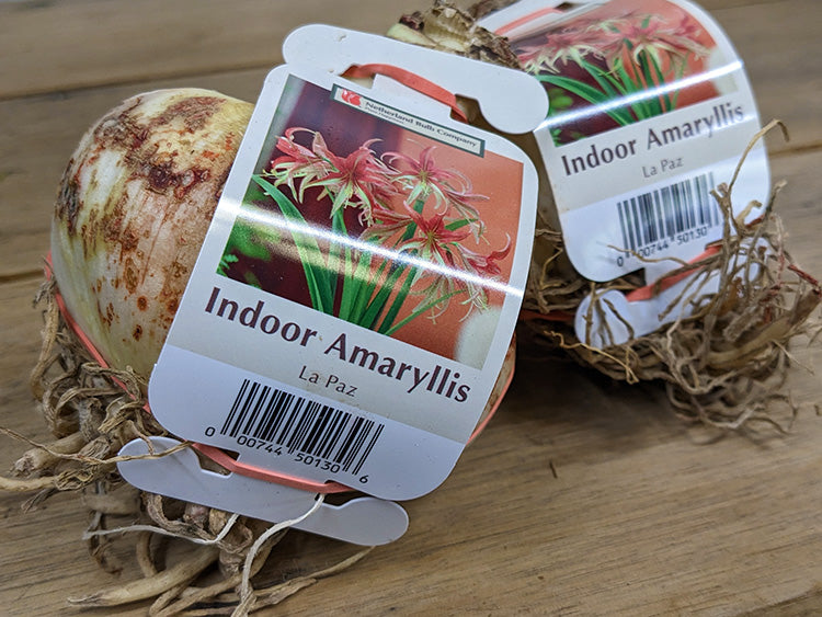Amaryllis - La Paz