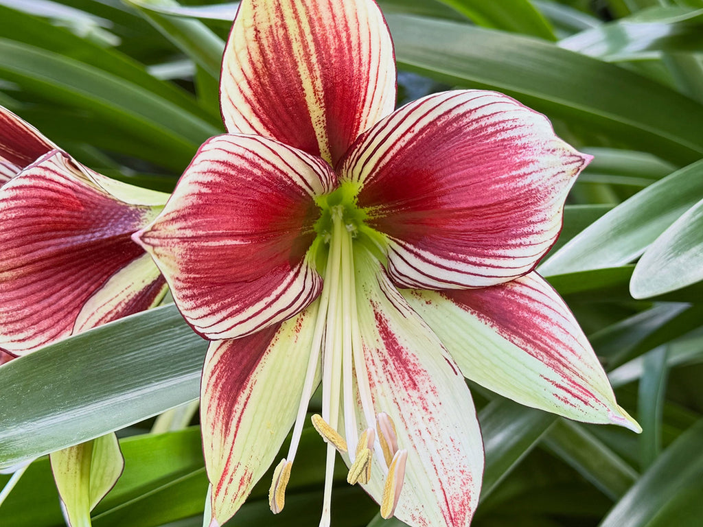 Amaryllis - Papilio (Butterfly)