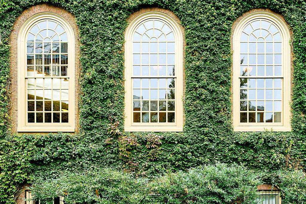 Parthenocissus tricuspidata 'Veitchii' - Boston Ivy