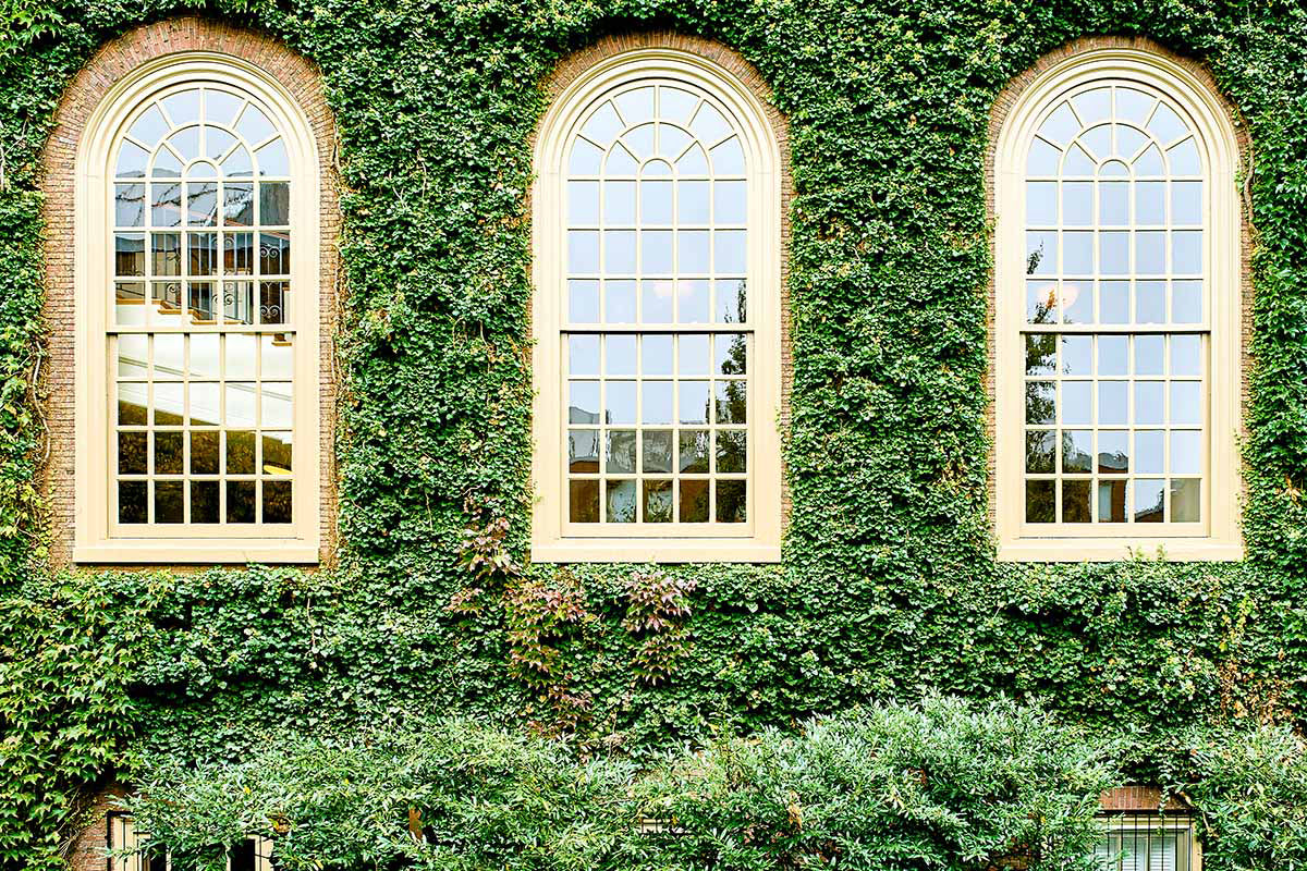 Parthenocissus tricuspidata 'Veitchii' - Boston Ivy