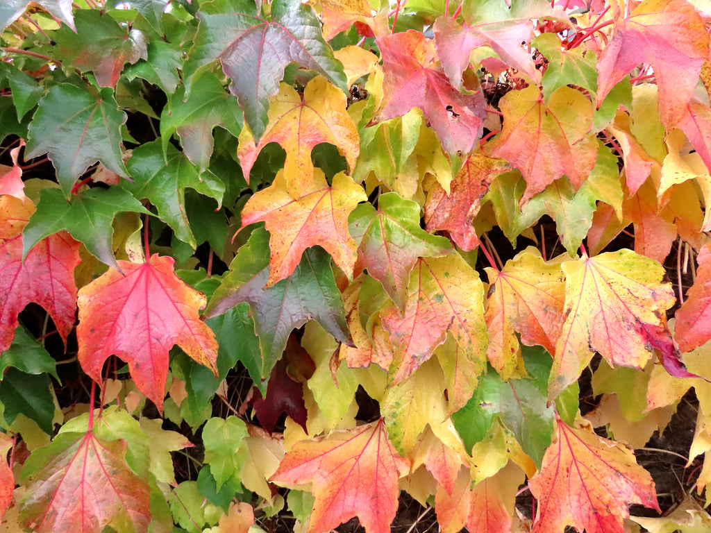 Parthenocissus tricuspidata 'Veitchii' - Boston Ivy