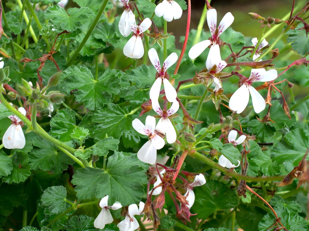 Pelargonium - Scented Geranium