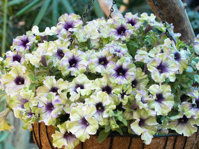 Petunia AMAZONAS™ Plum Cockatoo
