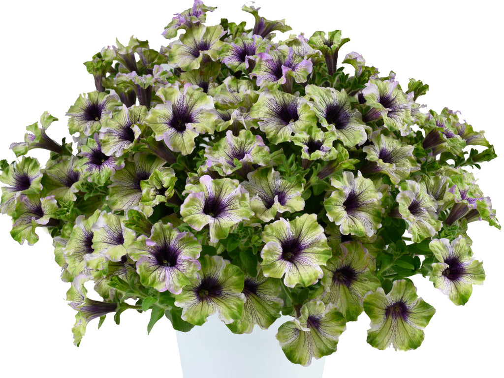Petunia AMAZONAS™ Plum Cockatoo