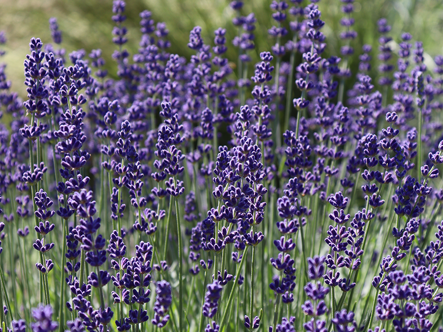 Lavender 'Phenomenal'