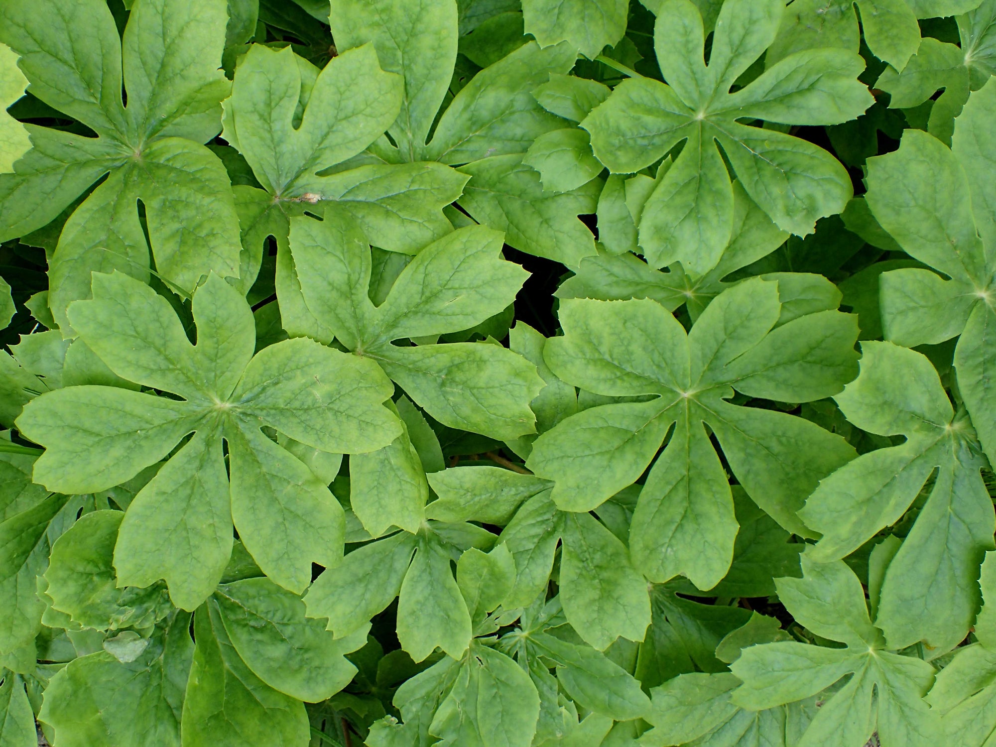 Podophyllum peltatum - Mayapple