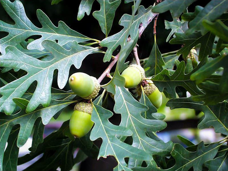 Quercus alba - White Oak