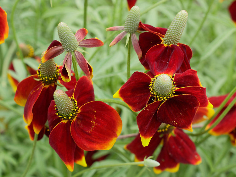 Ratibida columnifera 'Red Midget'