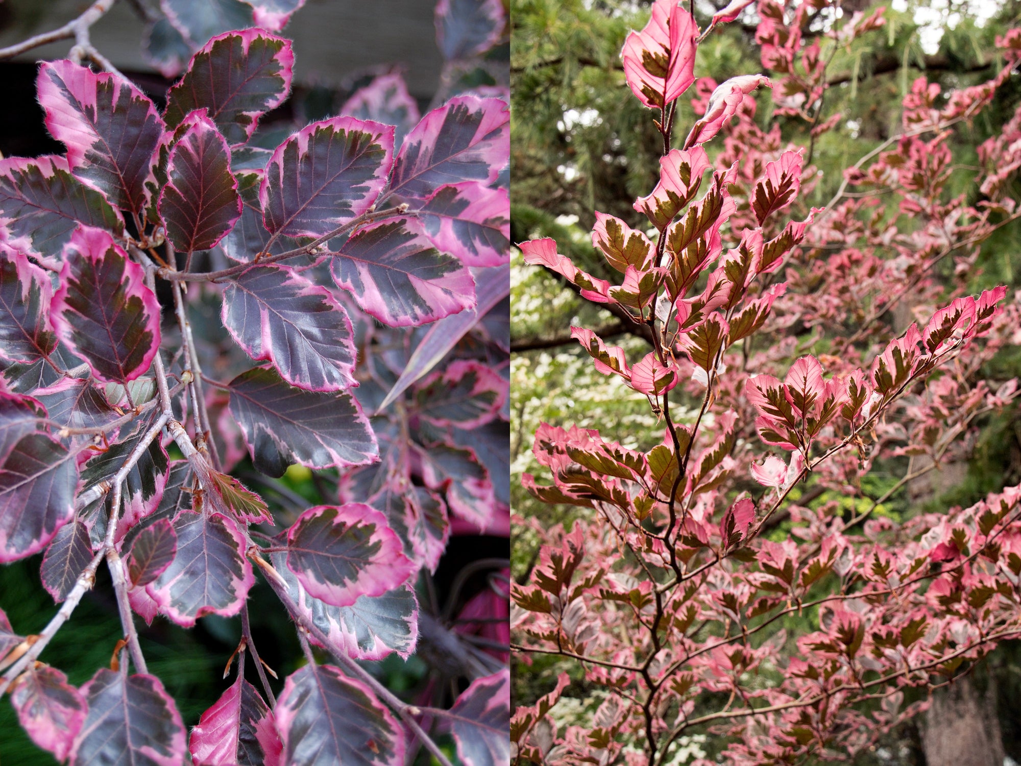 Fagus sylvatica 'Roseo-marginata'