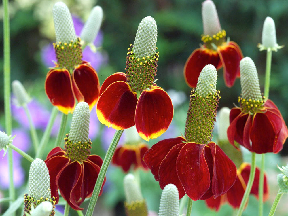 Ratibida columnifera 'Red Midget'