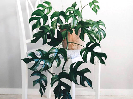 Rhaphidophora tetrasperma - Mini Monstera