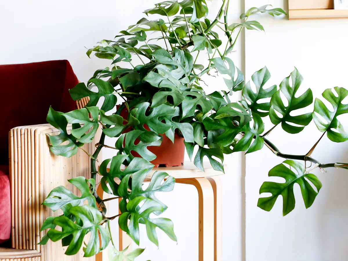 Rhaphidophora tetrasperma - Mini Monstera