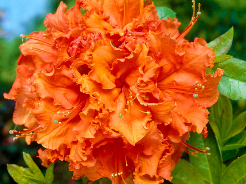 Rhododendron 'Gibraltar' (Exbury)