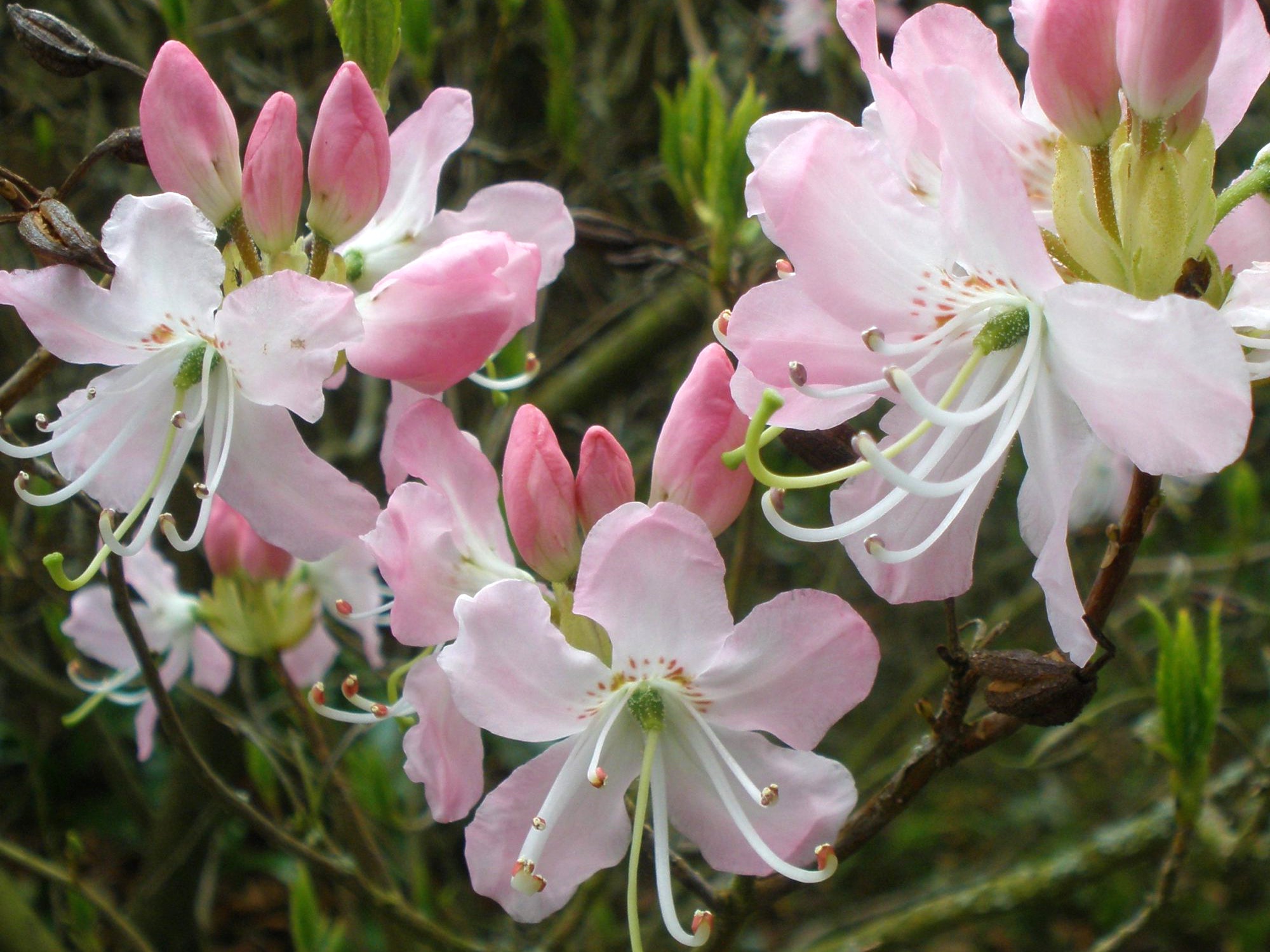 Rhododendron vaseyi - Pinkshell Azalea