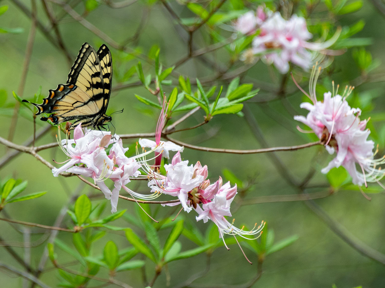 Rhododendron vaseyi - Pinkshell Azalea
