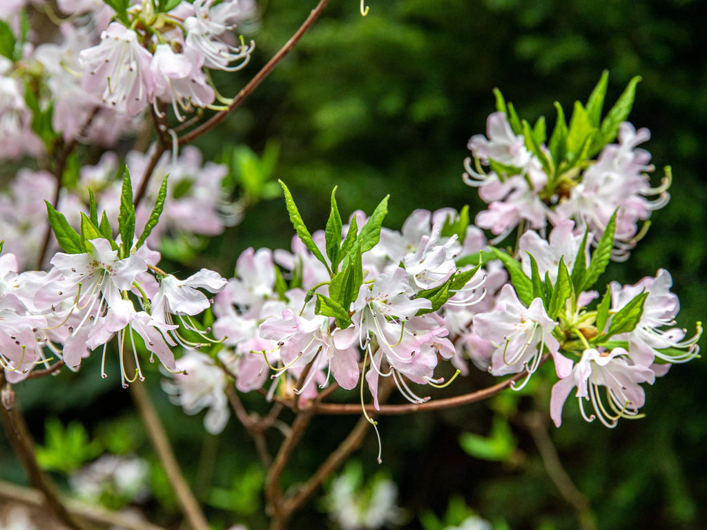 Rhododendron vaseyi - Pinkshell Azalea