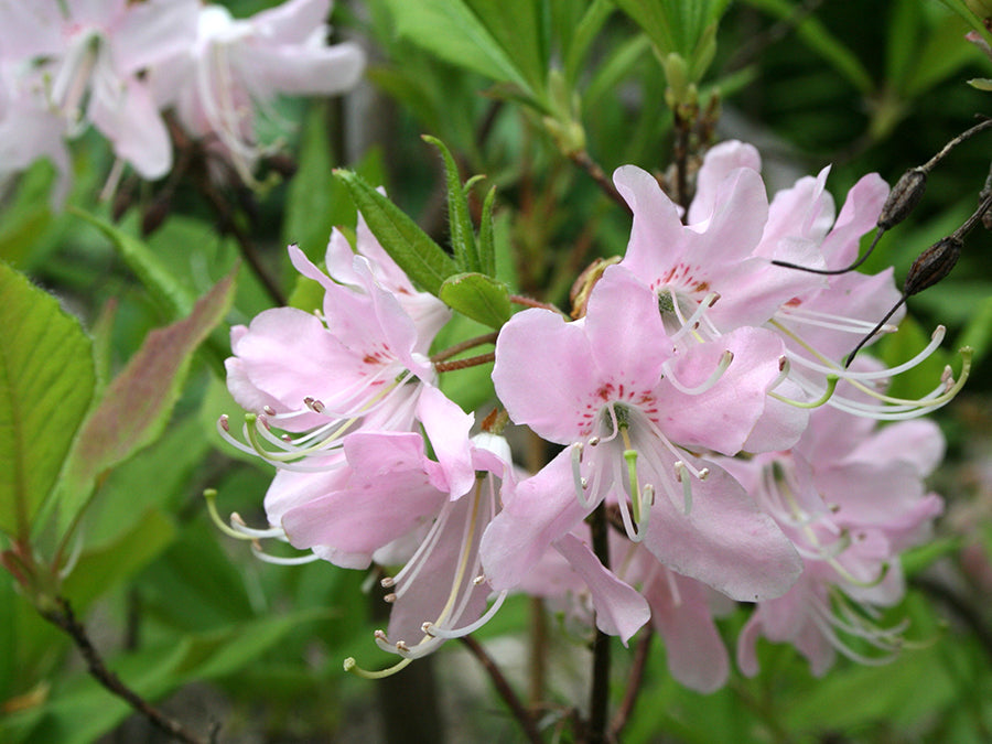 Rhododendron vaseyi - Pinkshell Azalea