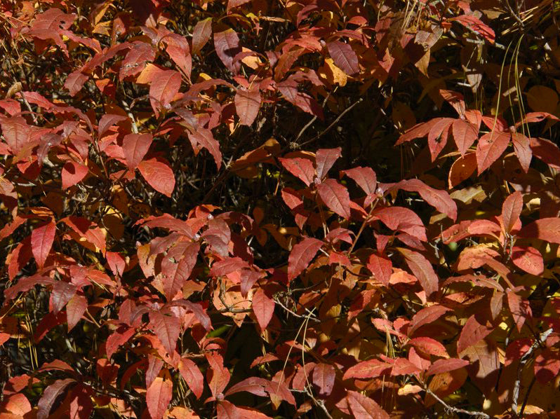 Rhododendron vaseyi - Pinkshell Azalea