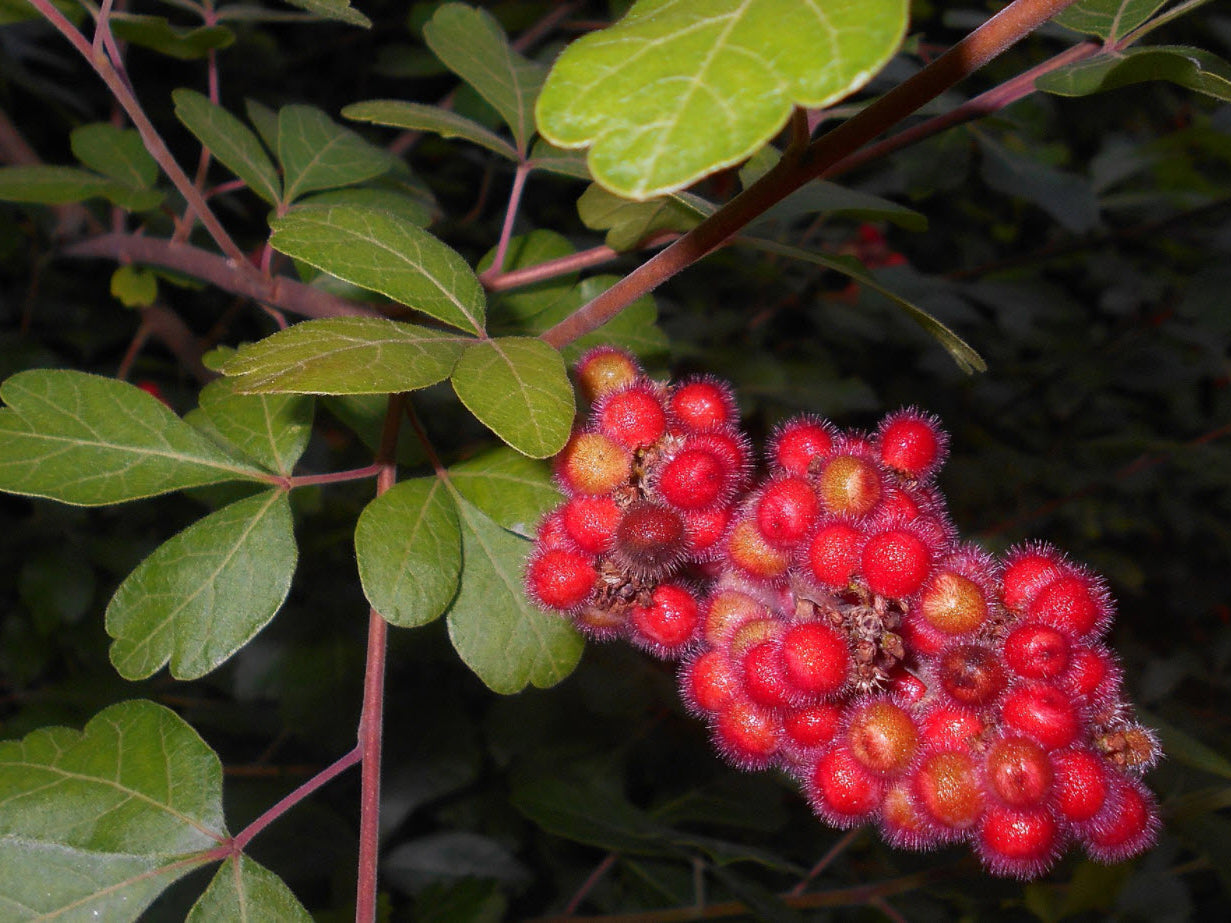 Rhus aromatica 'Gro-low'