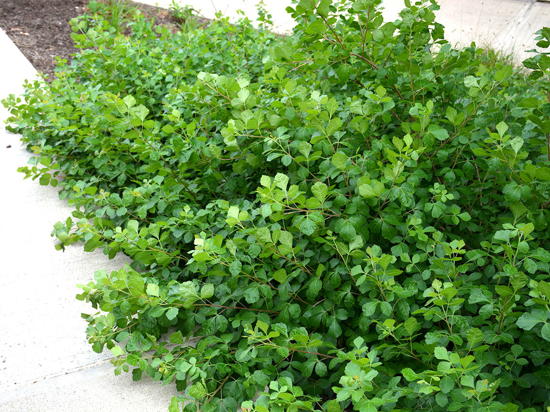 Rhus aromatica 'Gro-low'