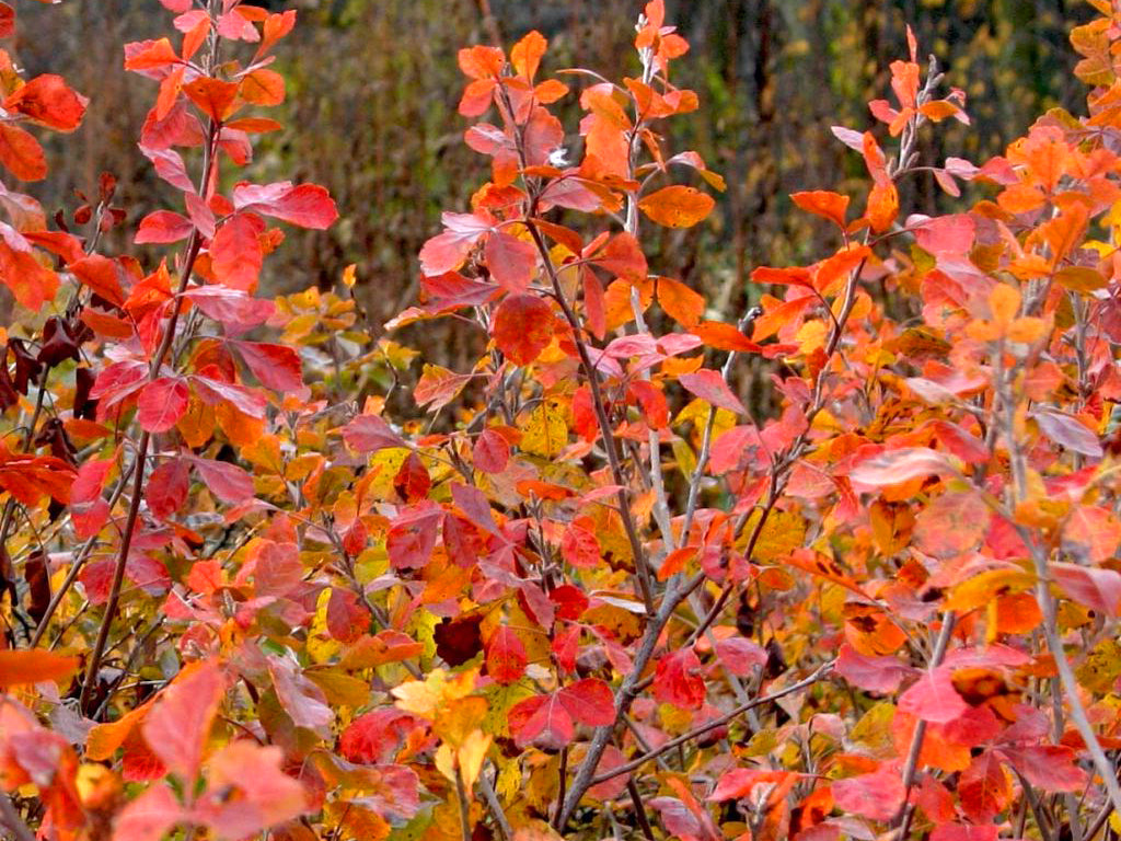 Rhus aromatica 'Gro-low'