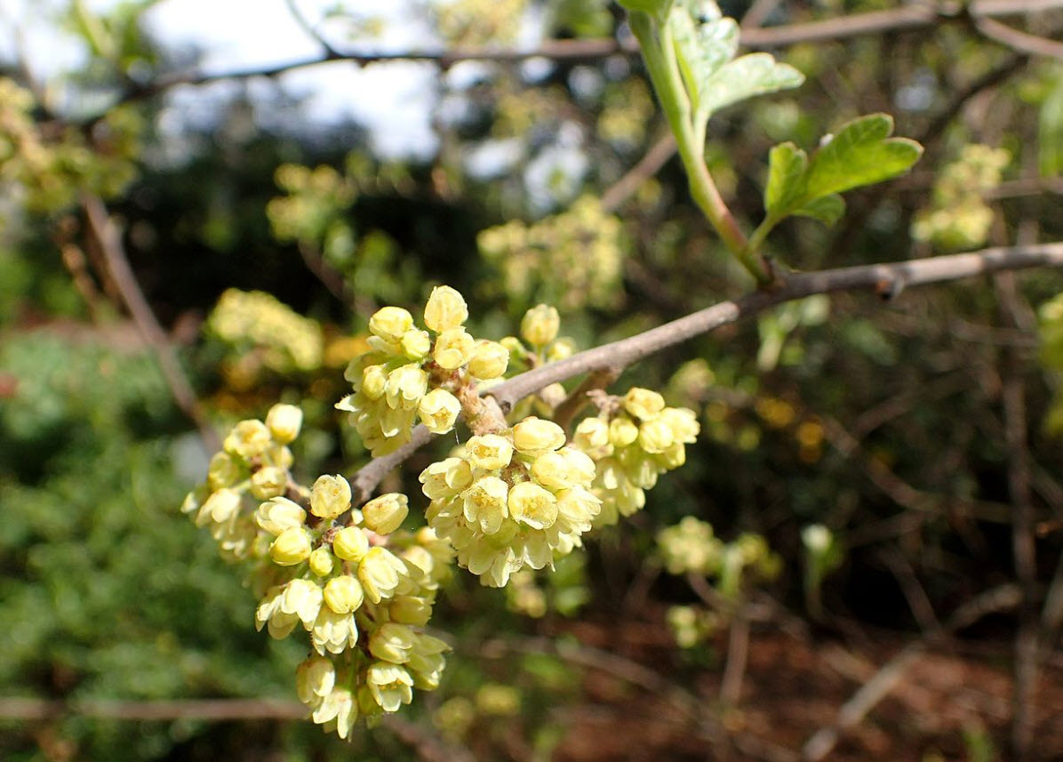 Rhus aromatica 'Gro-low'